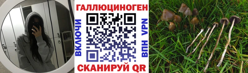 Купить закладки  Отрадное  Галлюциногенные грибы прущие грибы 